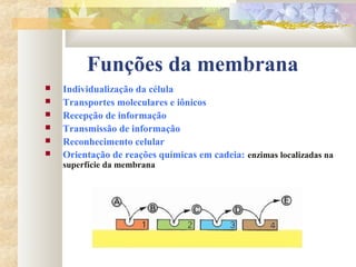 Funções da membrana
 Individualização da célula
 Transportes moleculares e iônicos
 Recepção de informação
 Transmissão de informação
 Reconhecimento celular
 Orientação de reações químicas em cadeia: enzimas localizadas na
superfície da membrana
 