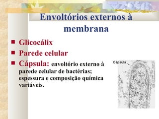 Envoltórios externos à
membrana
 Glicocálix
 Parede celular
 Cápsula: envoltório externo à
parede celular de bactérias;
espessura e composição química
variáveis.
 