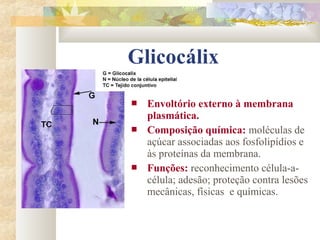 Glicocálix
 Envoltório externo à membrana
plasmática.
 Composição química: moléculas de
açúcar associadas aos fosfolipídios e
às proteínas da membrana.
 Funções: reconhecimento célula-a-
célula; adesão; proteção contra lesões
mecânicas, físicas e químicas.
 