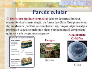 Parede celular
 Estrutura rígida e permeável (dentro de certos limites),
responsável pela manutenção da forma da célula. Está presente no
Reino Monera (bactérias e cianobactérias), fungos, algumas algas
protistas e vegetais (incluindo algas pluricelulares) composição
química varia de grupo para grupo.
Quitina
Fungos
Sílica
Alga protista
Crisófita
 