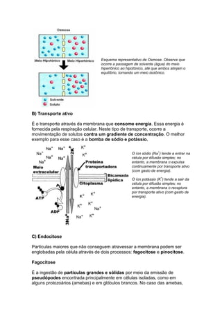 Esquema representativo de Osmose. Observe que
ocorre a passagem de solvente (água) do meio
hipertônico ao hipotônico, até que ambos atinjam o
equilíbrio, tornando um meio isotônico.
B) Transporte ativo
É o transporte através da membrana que consome energia. Essa energia é
fornecida pela respiração celular. Neste tipo de transporte, ocorre a
movimentação de solutos contra um gradiente de concentração. O melhor
exemplo para esse caso é a bomba de sódio e potássio.
O íon sódio (Na
+
) tende a entrar na
célula por difusão simples; no
entanto, a membrana o expulsa
continuamente por transporte ativo
(com gasto de energia).
O íon potássio (K
+
) tende a sair da
célula por difusão simples; no
entanto, a membrana o recaptura
por transporte ativo (com gasto de
energia).
C) Endocitose
Partículas maiores que não conseguem atravessar a membrana podem ser
englobadas pela célula através de dois processos: fagocitose e pinocitose.
Fagocitose
É a ingestão de partículas grandes e sólidas por meio da emissão de
pseudópodes encontrada principalmente em células isoladas, como em
alguns protozoários (amebas) e em glóbulos brancos. No caso das amebas,
 