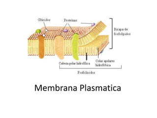 Membrana Plasmatica
 