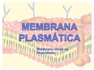 Membrana celular ou 
Plasmalema 
 