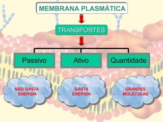 MEMBRANA PLASMÁTICA 
Passivo Ativo Quantidade 
NÃO GASTA 
ENERGIA 
GRANDES 
MOLÉCULAS 
TRANSPORTES 
GASTA 
ENERGIA 
 