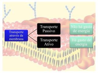 Transporte 
através da 
membrana 
Transporte 
Passivo 
Não há gasto 
de energia 
Transporte 
Ativo 
Há gasto de 
energia 
 
