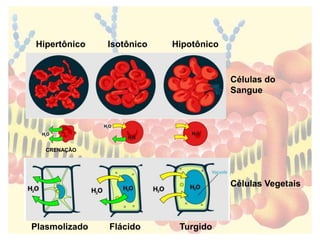 Hipertônico Isotônico Hipotônico 
Células do 
Sangue 
Células Vegetais 
CRENAÇÃO 
Plasmolizado Flácido Turgido 
 