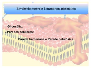 Envoltórios externos à membrana plasmática: 
 Glicocálix; 
Paredes celulares: 
Parede bacteriana e Parede celulósica 
 