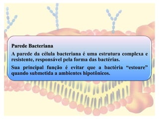 Parede Bacteriana 
A parede da célula bacteriana é uma estrutura complexa e 
resistente, responsável pela forma das bactérias. 
Sua principal função é evitar que a bactéria “estoure” 
quando submetida a ambientes hipotônicos. 
 