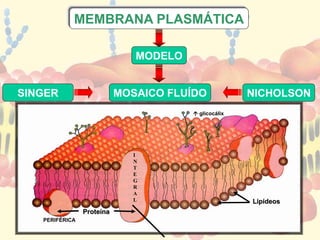 MEMBRANA PLASMÁTICA 
SINGER NICHOLSON 
Proteína 
Lipídeos 
MODELO 
MOSAICO FLUÍDO 
 glicocálix 
I 
N 
T 
E 
G 
R 
A 
L 
PERIFÉRICA 
 