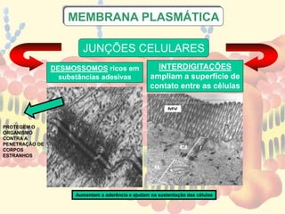 MEMBRANA PLASMÁTICA 
JUNÇÕES CELULARES 
DESMOSSOMOS ricos em 
substâncias adesivas 
INTERDIGITAÇÕES 
ampliam a superfície de 
contato entre as células 
Aumentam a aderência e ajudam na sustentação das células 
PROTEGEM O 
ORGANISMO 
CONTRA A 
PENETRAÇÃO DE 
CORPOS 
ESTRANHOS 
 