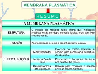 MEMBRANA PLASMÁTICA 
R E S U M O 
A MEMBRANA PLASMÁTICA 
ESTRUTURA 
O modelo do mosaico fluido afirma que moléculas 
protéicas estão em dupla camada lipídica, mas com livre 
movimentação. 
FUNÇÃO Permeabilidade seletiva e reconhecimento celular. 
ESPECIALIZAÇÕES 
Microvilosidades 
Ocorrem no epitélio intestinal e 
servem para aumentar a superfície 
de absorção. 
Invaginações de 
base 
Promovem o transporte de água 
nos canalículos renais. 
Desmossomos e 
interdigitações 
Servem para promover a adesão 
entre as células epiteliais. 
 