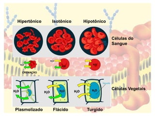 Hipertônico Isotônico Hipotônico
Células do
Sangue
Células Vegetais
Plasmolizado Flácido Turgido
CRENAÇÃO
 