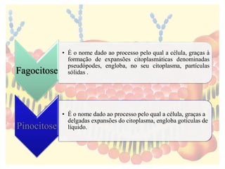 Fagocitose
• É o nome dado ao processo pelo qual a célula, graças à
formação de expansões citoplasmáticas denominadas
pseudópodes, engloba, no seu citoplasma, partículas
sólidas .
Pinocitose
• É o nome dado ao processo pelo qual a célula, graças a
delgadas expansões do citoplasma, engloba gotículas de
líquido.
 