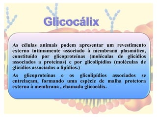 As células animais podem apresentar um revestimento
externo intimamente associado à membrana plasmática,
constituído por glicoproteínas (moléculas de glicídios
associados a proteínas) e por glicolipídios (moléculas de
glicídios associados a lipídios.)
As glicoproteínas e os glicolipídios associados se
entrelaçam, formando uma espécie de malha protetora
externa à membrana , chamada glicocálix.
 