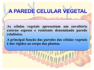 As células vegetais apresentam um envoltório
externo espesso e resistente denominado parede
celulósica.
A principal função das paredes das células vegetais
é dar rigidez ao corpo das plantas.
 