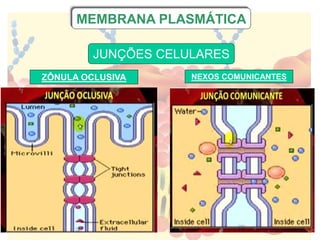MEMBRANA PLASMÁTICA
JUNÇÕES CELULARES
ZÔNULA OCLUSIVA NEXOS COMUNICANTES
 