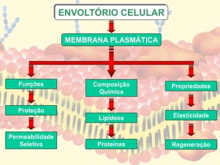 ENVOLTÓRIO CELULAR
MEMBRANA PLASMÁTICA
Funções
Proteção
Permeabilidade
Seletiva
Composição
Química
Lipídeos
Proteínas
Propriedades
Elasticidade
Regeneração
 
