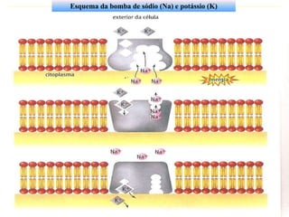Esquema da bomba de sódio (Na) e potássio (K)
 