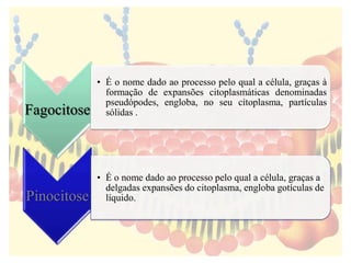 Fagocitose
• É o nome dado ao processo pelo qual a célula, graças à
formação de expansões citoplasmáticas denominadas
pseudópodes, engloba, no seu citoplasma, partículas
sólidas .
Pinocitose
• É o nome dado ao processo pelo qual a célula, graças a
delgadas expansões do citoplasma, engloba gotículas de
líquido.
 
