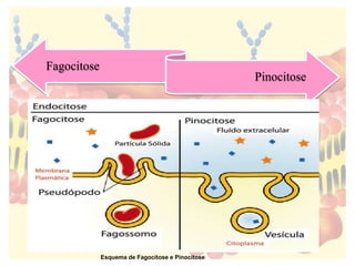 Fagocitose
Pinocitose
Esquema de Fagocitose e Pinocitose
 