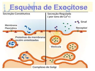 Membrana plasmática slides COMPLETO