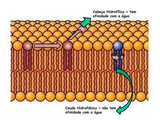 Cabeça Hidrofílica = tem
afinidade com a água
Cauda Hidrofóbica = não tem
afinidade com a água
 