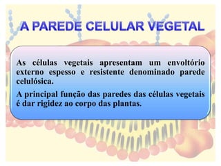 As células vegetais apresentam um envoltório
externo espesso e resistente denominado parede
celulósica.
A principal função das paredes das células vegetais
é dar rigidez ao corpo das plantas.
 