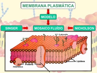 SINGER NICHOLSON
Proteína
Lipídeos
MODELO
MOSAICO FLUÍDO
MEMBRANA PLASMÁTICA
 glicocálix
I
N
T
E
G
R
A
L
PERIFÉRICA
 
