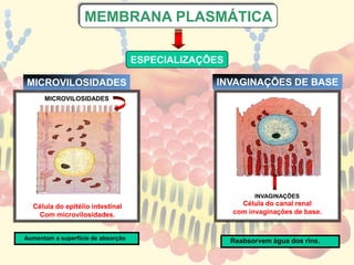 MICROVILOSIDADES
Célula do canal renal
com invaginações de base.
INVAGINAÇÕES
MICROVILOSIDADES INVAGINAÇÕES DE BASE
Célula do epitélio intestinal
Com microvilosidades.
ESPECIALIZAÇÕES
MEMBRANA PLASMÁTICA
Aumentam a superfície de absorção
Reabsorvem água dos rins.
 