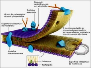Membrana plasmática slides COMPLETO