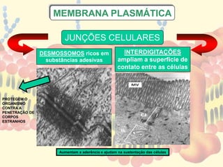 JUNÇÕES CELULARES
DESMOSSOMOS ricos em
substâncias adesivas
INTERDIGITAÇÕES
ampliam a superfície de
contato entre as células
MEMBRANA PLASMÁTICA
Aumentam a aderência e ajudam na sustentação das células
PROTEGEM O
ORGANISMO
CONTRA A
PENETRAÇÃO DE
CORPOS
ESTRANHOS
 