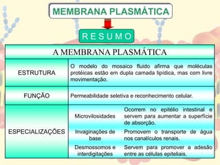 A MEMBRANA PLASMÁTICA
ESTRUTURA
O modelo do mosaico fluido afirma que moléculas
protéicas estão em dupla camada lipídica, mas com livre
movimentação.
FUNÇÃO Permeabilidade seletiva e reconhecimento celular.
ESPECIALIZAÇÕES
Microvilosidades
Ocorrem no epitélio intestinal e
servem para aumentar a superfície
de absorção.
Invaginações de
base
Promovem o transporte de água
nos canalículos renais.
Desmossomos e
interdigitações
Servem para promover a adesão
entre as células epiteliais.
R E S U M O
MEMBRANA PLASMÁTICA
 