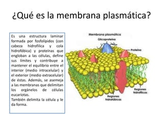 ¿Qué es la membrana plasmática?
Es una estructura laminar
formada por fosfolípidos (con
cabeza hidrofilica y cola
hidrofóbica) y proteínas que
engloban a las células, define
sus límites y contribuye a
mantener el equilibrio entre el
interior (medio intracelular) y
el exterior (medio extracelular)
de éstas. Además, se asemeja
a las membranas que delimitan
los orgánelos de células
eucariotas.
También delimita la célula y le
da forma.

 