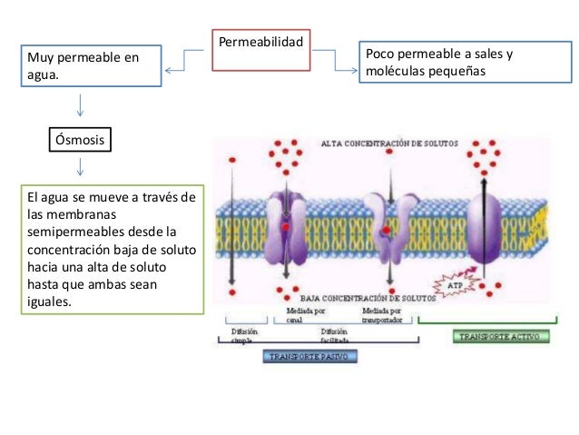 Membrana plasmatica y mitocondria