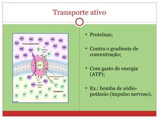 Transporte ativo

          Proteínas;


          Contra o gradiente de
           concentração;

          Com gasto de energia
           (ATP);

          Ex.: bomba de sódio-
           potássio (impulso nervoso).
 