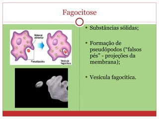 Fagocitose
       Substâncias sólidas;


       Formação de
        pseudópodos (“falsos
        pés” - projeções da
        membrana);

       Vesícula fagocítica.
 