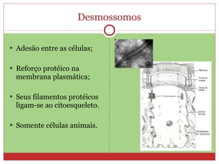 Desmossomos

 Adesão entre as células;


 Reforço protéico na
  membrana plasmática;

 Seus filamentos protéicos
  ligam-se ao citoesqueleto.

 Somente células animais.
 