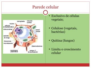 Parede celular
         Exclusivo de células
          vegetais;

         Celulose (vegetais,
          bactérias)

         Quitina (fungos)


         Limita o crescimento
          celular
 