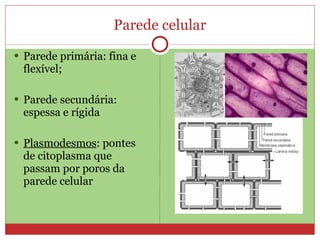 Parede celular
 Parede primária: fina e
 flexível;

 Parede secundária:
 espessa e rígida

 Plasmodesmos: pontes
 de citoplasma que
 passam por poros da
 parede celular
 