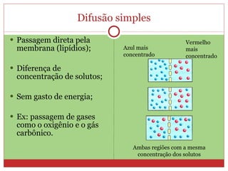 Difusão simples Passagem direta pela membrana (lipídios); Diferença de concentração de solutos; Sem gasto de energia; Ex: passagem de gases como o oxigênio e o gás carbônico. Vermelho mais concentrado Azul mais concentrado Ambas regiões com a mesma concentração dos solutos 