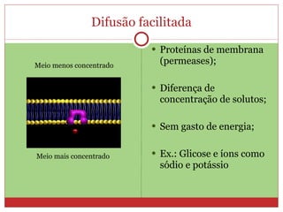 Difusão facilitada Proteínas de membrana (permeases); Diferença de concentração de solutos; Sem gasto de energia; Ex.: Glicose e íons como sódio e potássio Meio menos concentrado Meio mais concentrado 