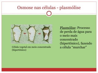 Osmose nas células - plasmólise Célula vegetal em meio concentrado  (hipertônico) Plasmólise : Processo de perda de água para o meio mais concentrado (hipertônico), fazendo a célula “murchar” 