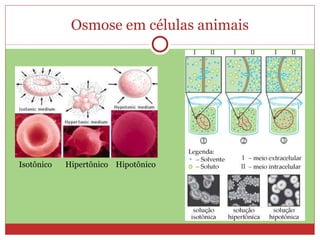 Osmose em células animais Isotônico  Hipertônico  Hipotônico 