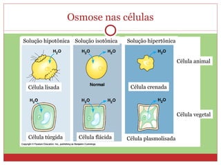 Osmose nas células Célula túrgida Célula lisada Célula flácida Célula plasmolisada Célula crenada Célula animal Célula vegetal Solução hipotônica Solução isotônica Solução hipertônica 