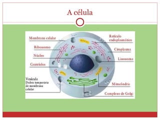 A célula 