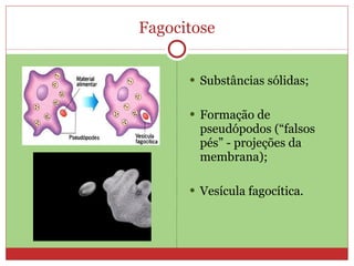 Fagocitose Substâncias sólidas; Formação de pseudópodos (“falsos pés” - projeções da membrana); Vesícula fagocítica. 