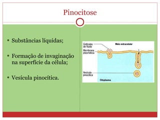 Pinocitose Substâncias líquidas; Formação de invaginação na superfície da célula; Vesícula pinocítica. 