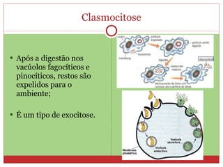 Clasmocitose Após a digestão nos vacúolos fagocíticos e pinocíticos, restos são expelidos para o ambiente; É um tipo de exocitose. 