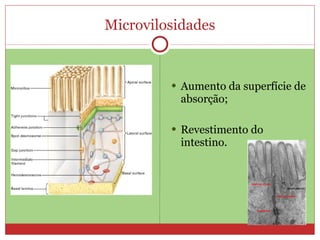 Microvilosidades Aumento da superfície de absorção; Revestimento do intestino. 