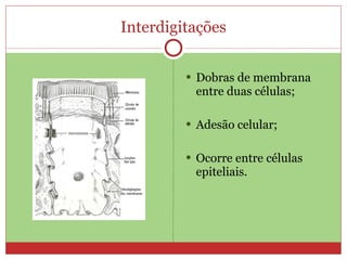 Interdigitações Dobras de membrana entre duas células; Adesão celular; Ocorre entre células epiteliais. 